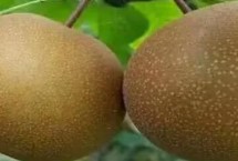 砂梨品种介绍 我国培育的品种有西子绿和翠冠