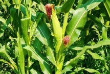青玉519玉米品种简介 在适应区春季4月中旬前后播种