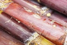 甘蔗发红削了还能吃吗 可能是发霉变质了不能食用