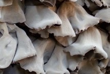 白背木耳和一般木耳有何区别 二者各有特点