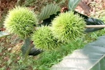 板栗只开花不结果原因 土壤不适合或者缺水都会导致