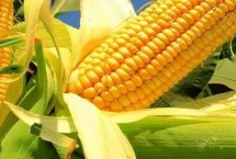 哈育887玉米品种简介 种植密度不宜过大