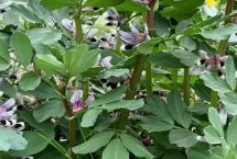 蚕豆的开花时间 通常为4-5月份或7-8月份
