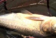 鲢鳙开口最佳时间 上午10点至傍晚18点为开口适期