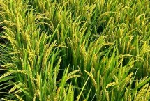 良相优玉稻水稻种简介 全生育期早稻122.4天