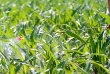 夏玉米苗后除草剂有几种 包括三氮苯类、磺酰脲类和灭生性除草剂等