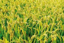 恒丰优金丝占水稻品种简介 5月25日至6月10日播种