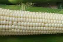 M919玉米种简介 中抗大斑病