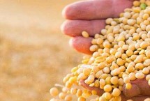 东农68大豆种子特征特性 选择中上等肥力地块种植