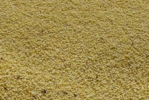 小米出虫了还能吃吗 把虫子驱赶后便可食用