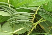 种植红小豆的时间和方法 一般在5-6月份种植