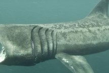 姥鲨以什么为食 以浮游生物、小型鱼类、虾类为食