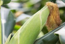 丹玉326玉米种子简介 放赤眼蜂防治玉米螟虫