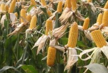 DY918玉米品种的特性 全生育期100天左右