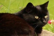 纯黑的猫咪品种 有蒂凡尼猫、曼德勒猫、中华田园猫等