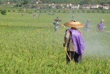 高效氯氰菊酯的注意事项 使用时一定要注意作物安全间隔期