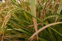 菲两优7605水稻种子特征特性 一般7月上中旬播种
