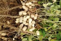 哪些农作物在秋季成熟 包括花生、玉米、西红柿等品种