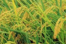 红糖对农作物的作用 正确施用会显著增产