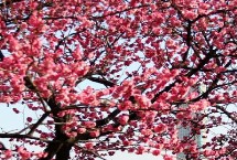 什么是一枝春 通常是指梅花