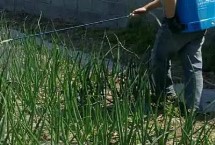 洋葱黑斑病的防治方法 病发前应防止田间积水