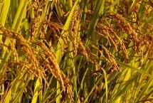 禾银丝苗水稻品种简介 早造全生育期124～126天