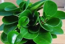 碧玉会开花吗 会开花且花期在2-4月及9-10月