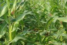 吉单626玉米种子特征特性 4月下旬至5月上旬播种