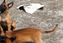 马犬怎么饲养 不同年龄阶段的饲养方法不同