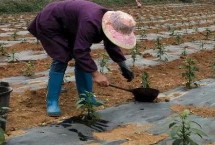 怎么给辣椒追肥 移栽后可结合中耕亩施尿素3-5公斤