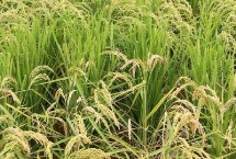 云粳48号水稻种子简介 全生育期177.6天