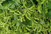 辽豆69大豆种简介 防治各种大豆害虫