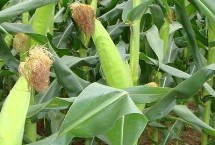 友白110玉米品种简介 该品种植株稍高