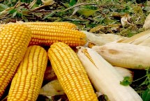 农研青贮6号玉米品种的特性 夏播青贮玉米品种