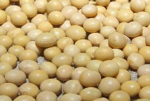 晋科23号大豆品种简介 适宜播期4月下旬至5月上旬