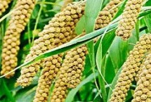 粮食农作物可以分为哪三类 谷类、豆类和薯类作物三大类