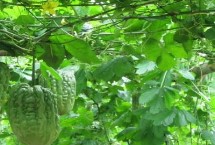 大顶苦瓜高产种植技术 播种前需浸种