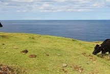 10种最贵的牛 包括日本和牛、安格斯牛、夏洛莱牛等品种