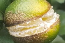 砂糖橘开裂的原因 久旱突降大雨会导致果实大量开裂