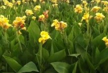 美人蕉盆栽方式 可选取健壮芽的茎块埋入盆土中