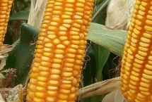 骏玉13玉米种子特征特性 适宜播期6月上中旬