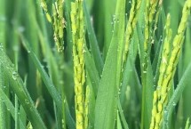 卓两优0985水稻品种简介 每亩有效穗数15.5万穗