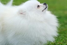 狗狗一天喂几次好 成年狗一般一天喂2-3次