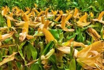 稼农3108玉米种子特点 密度4000—4500株/亩