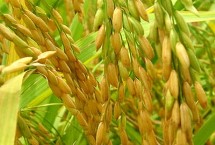 民两优华占水稻品种的特性 每亩栽足基本苗8万左右
