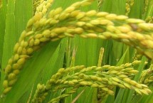 韵两优1949水稻种子特点 重点防治稻瘟病和白叶枯病