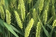 垦星8号小麦品种简介 适宜播期10月5～20日