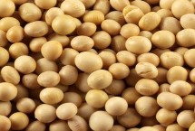 汾黑1号大豆种子特点 适宜播期4月下旬至5月上旬