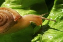 蜗牛是害虫还是益虫 既有害也有利