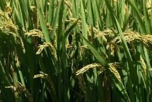 保农6号水稻种简介 协调好每亩穗数